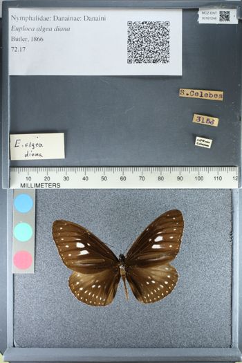 Media type: image;   Entomology 161246